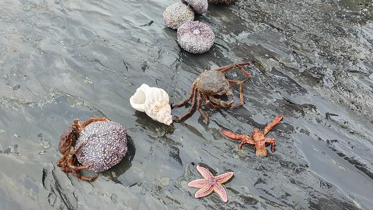 Курс на Север
