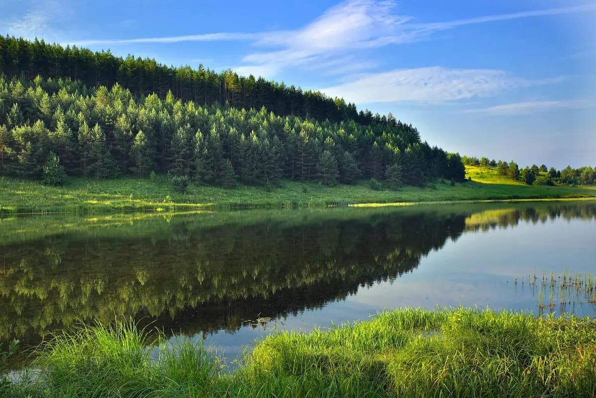 Лесные открытия