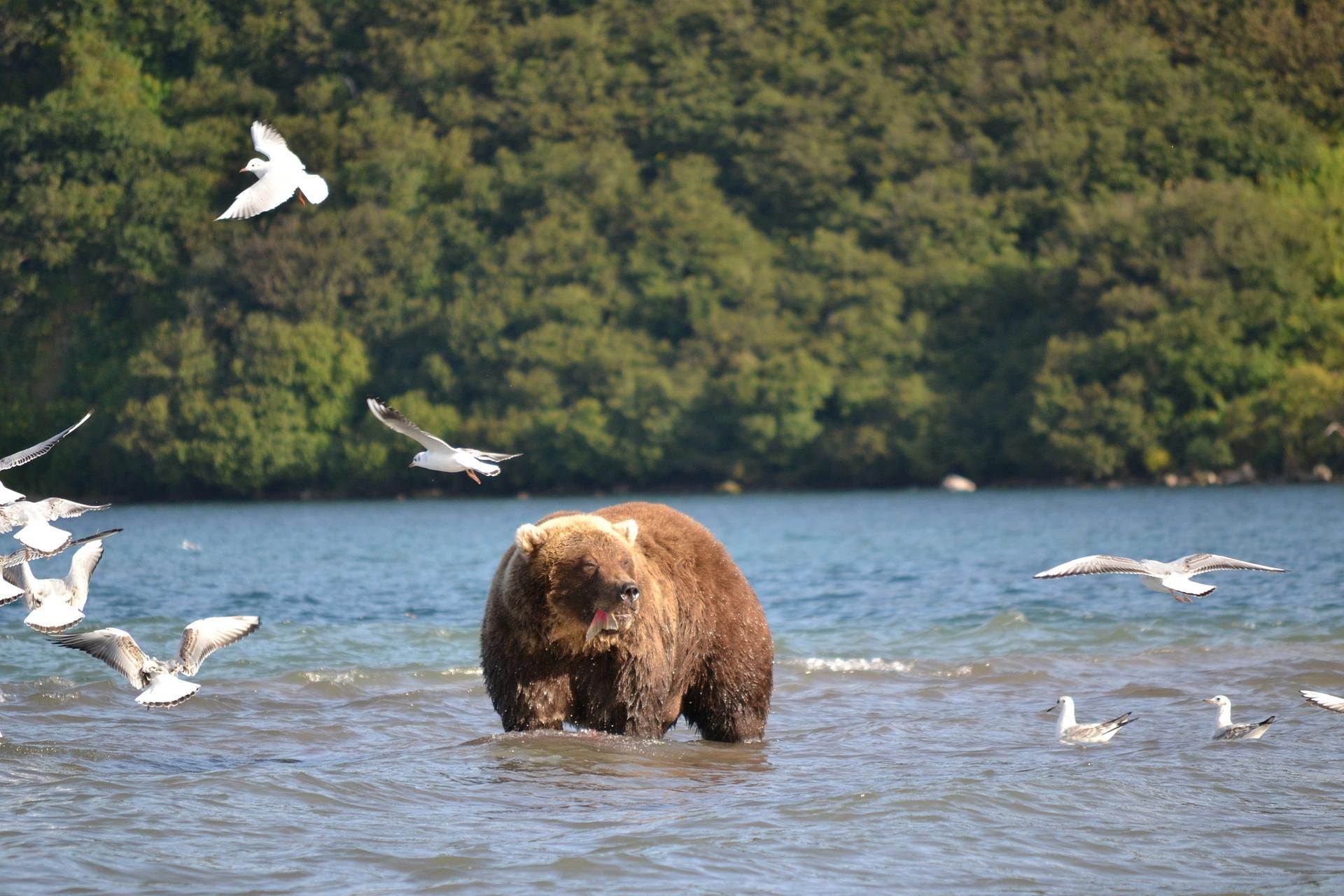 Вода и пламя