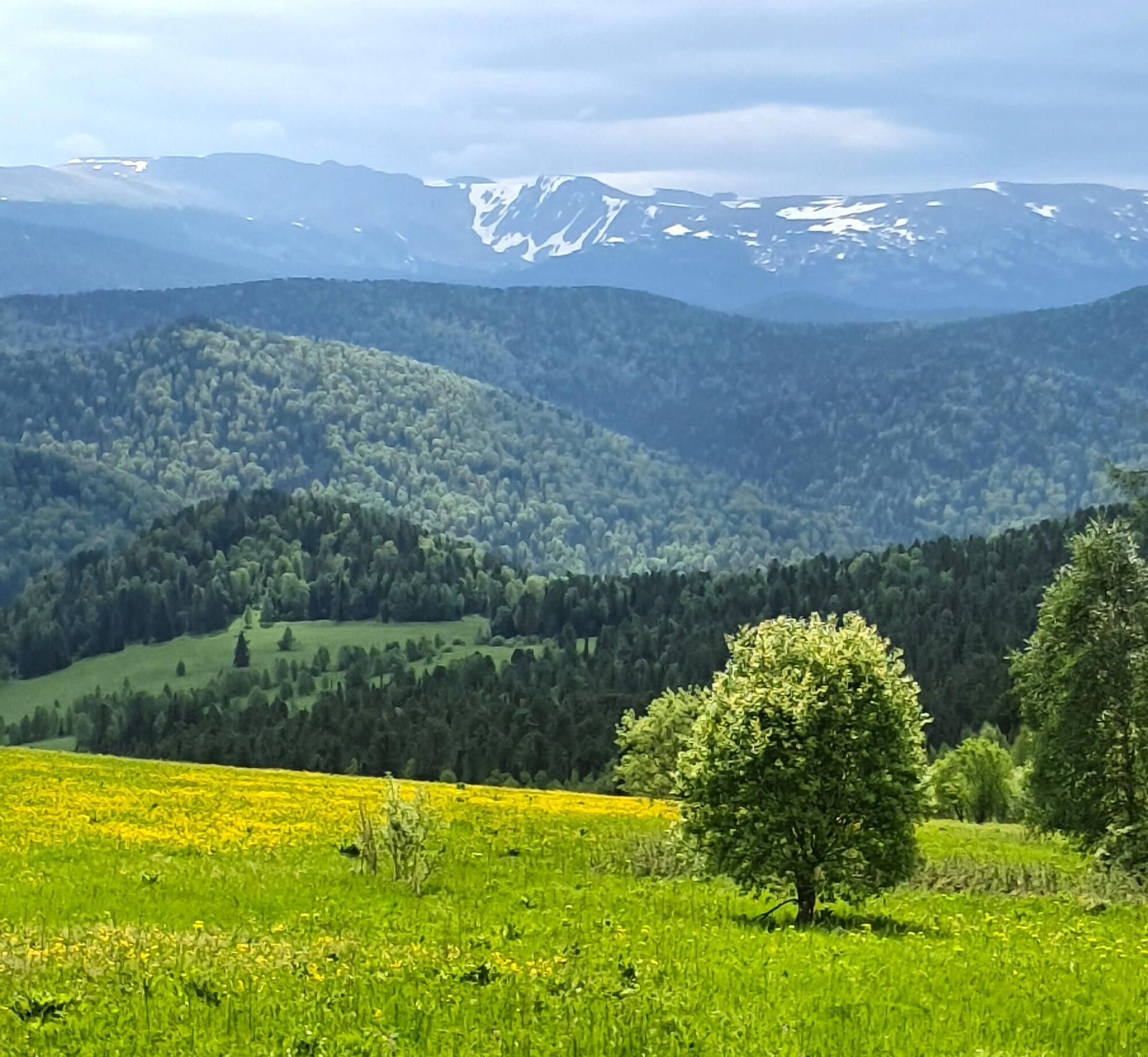 Алтайская классика